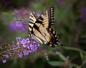 Yellow butterfly photography print, office wall art, office decor, butterfly wall art, butterfly photography, butterfly print, nature art