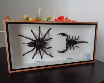 Taxidermy Real Beetle Dorysthenes Walkeri Boxed Display Entomology Home Decor