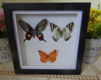 Set of 3 butterflies / butterfly in  a glass fronted box 20 x 20 x 3cm