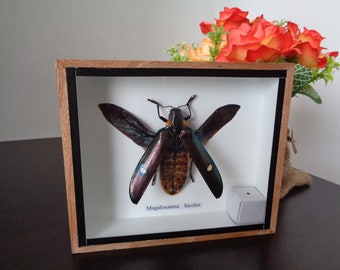Taxidermy Real Insect Magaloxantsa Bicolor Boxed Insect Display Beetle Taxidermy Entomology