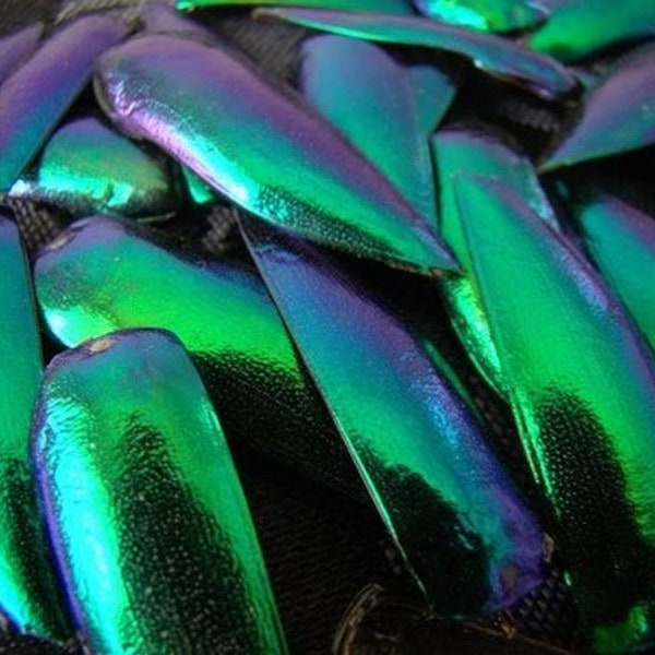 200 Real Jewel Beetle wings Drilled / Undrilled Elytra Sternocera aequ Taxidermy Fashion Art & Jewellery Design UK Seller