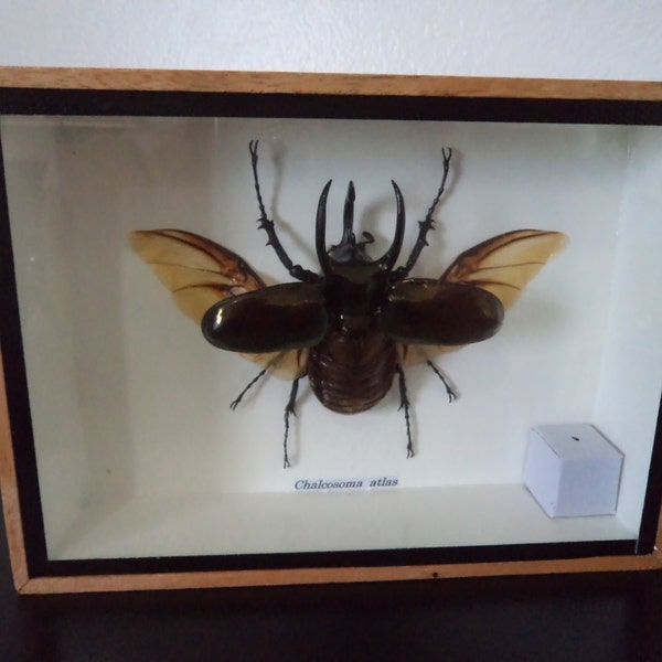 Real Huge 3 horned Rhinoceros Beetle Chalcosoma Atlas Opened Winged Taxidermy Entomology