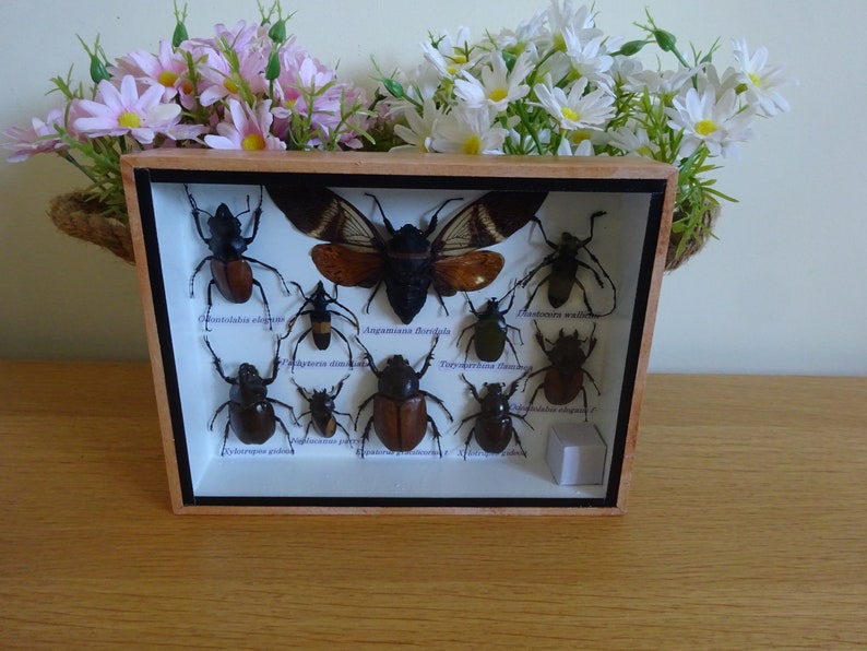 10 Real Insects Display Taxidermy Entomology Insects Boxed Etsy