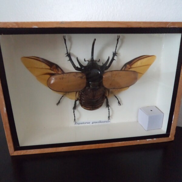 Real Huge 5 horned Rhinoceros Beetle Eupatorus Gracilicornis Taxidermy Entomology