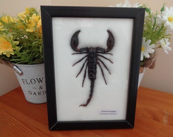 Real Giant Scorpion Palamnersus In Framed Display Taxidermy Entomology Insect