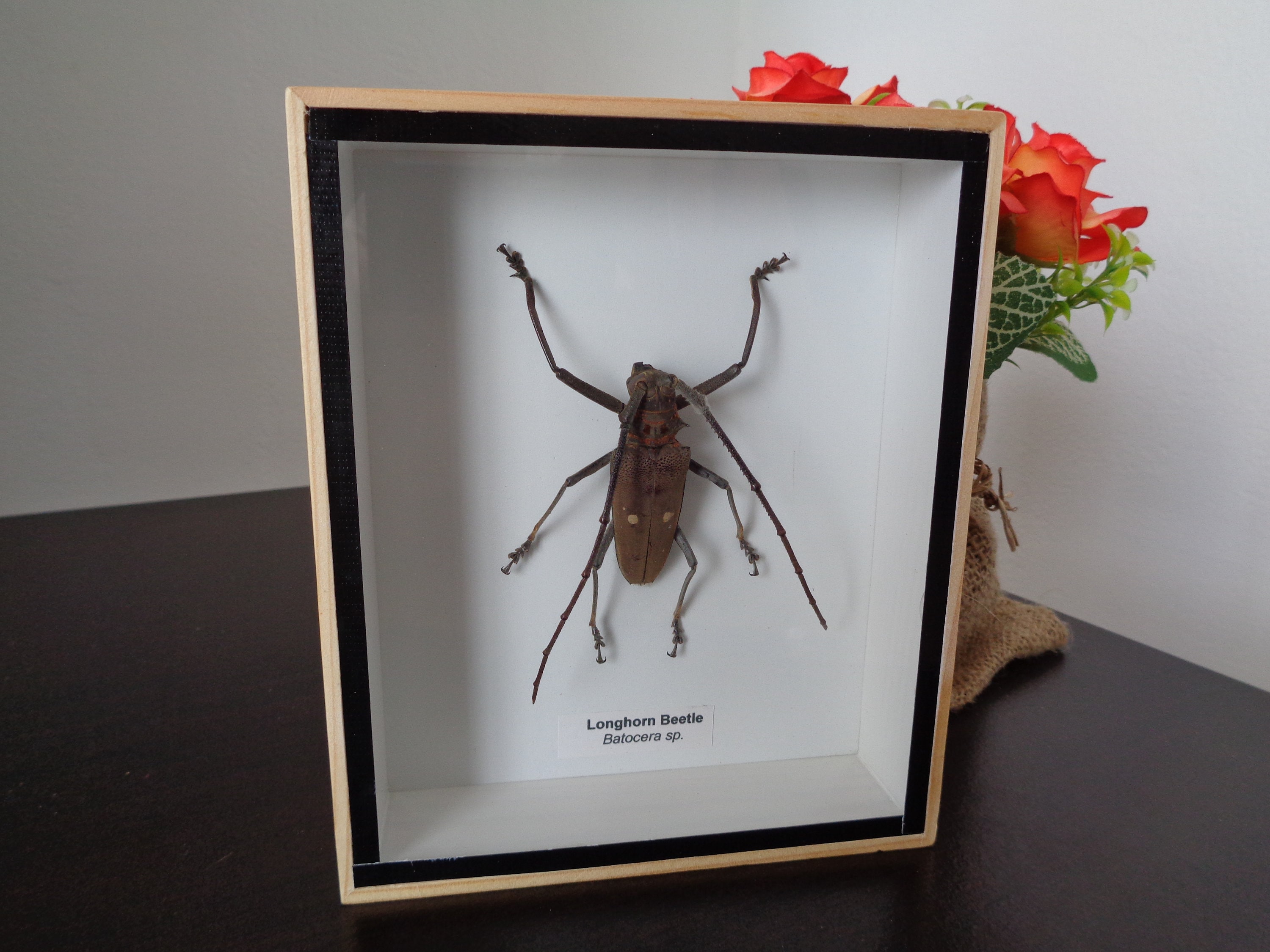 Taxidermy Real Beetle Dorysthenes Walkeri Boxed Display Entomology Home Decor