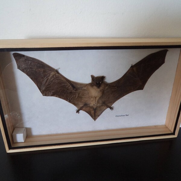 Taxidermy Real Horseshoe Bat Boxed Display Education Zoology Entomology Science