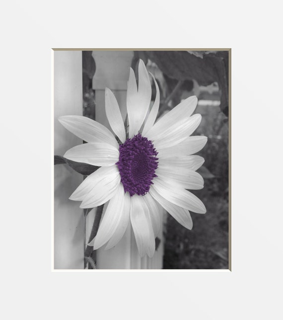 Black White Purple Wall Art Purple Sunflower Modern Decor Purple Bedroom Living Room Matted Artwork