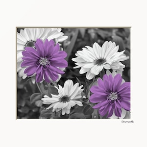 Purple Dahlia Flower Print: Matted Wall Art