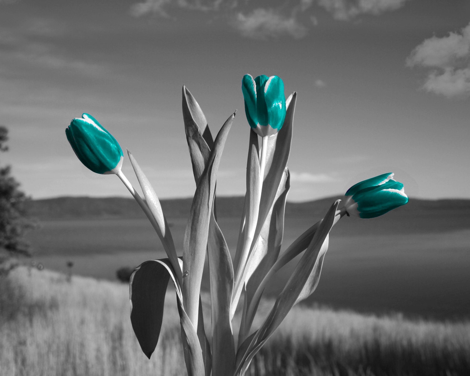 Black White Teal Wall Art Tulip Flowers Lake Landscape Teal Etsy