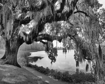 Black White Wall Art Pictures, Oak Tree, Black White Matted Tree Wall Picture