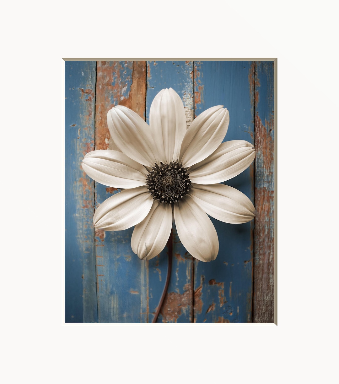 Floral Wall Art: Rustic Blue Daisy Flower Matted Farmhouse Decor Print ...