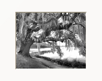 May include: A black and white photograph of a large, mature oak tree with thick, sprawling branches draped in Spanish moss. The tree stands beside a calm body of water, with a dirt path winding along the shoreline beneath the canopy of leaves.