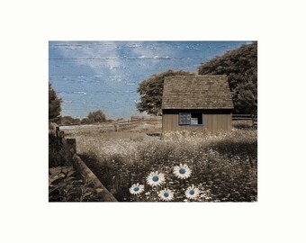 Brown Blue Rustic Farmhouse Barn Daisy Flowers Country Landscape Photography Matted Wall Art Picture