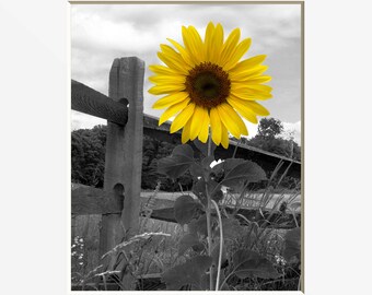 Sunflower Decor, Yellow Sunflower Wall Art, Country/Farmhouse Wall Art Matted Picture