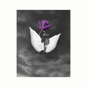 Black White Purple Rose Flower Angel Wings, Bedroom, Living Room Modern Photography Artwork Picture
