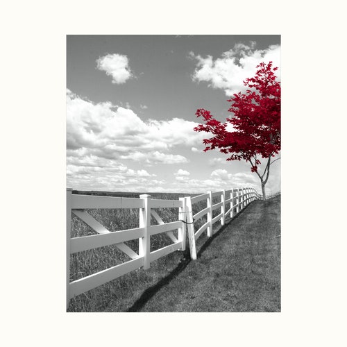 Black White Red Tree Wall Decor Pop of Red Forest Path Etsy