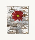 Red Brown Rustic Wall Decor, Daisy Flower Butterfly Modern Farmhouse Matted Wall Art Picture