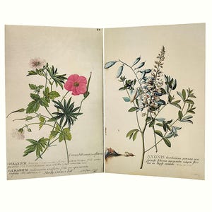 May include: A botanical illustration print featuring two panels. The left panel shows a pink geranium with green leaves and text including Geranium and Cranesbill. The right panel displays a white flowering plant with green foliage and text including Anonis.