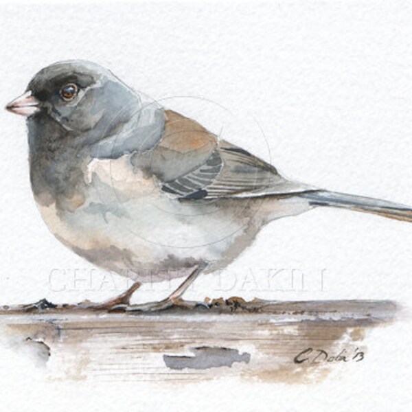 Junco on Chipped Paint -  5 x 7"  unframed Original Watercolor sparrow just in time for Spring. Fits standard size frame.