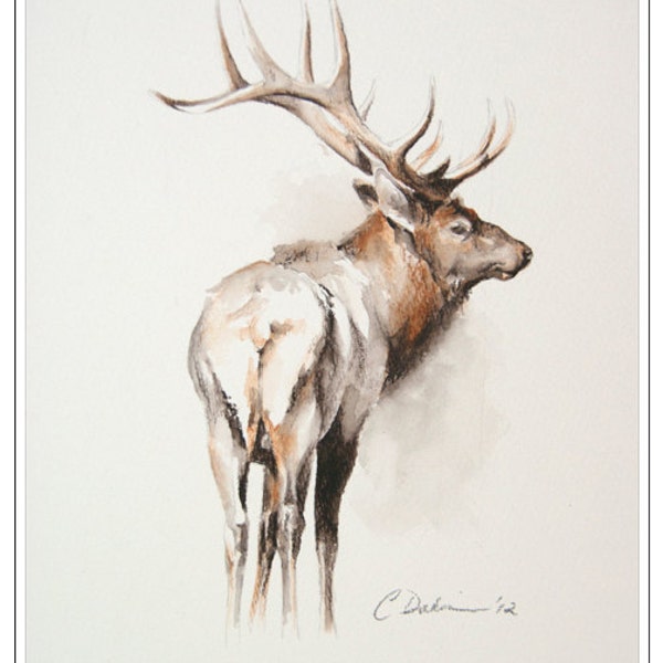 Estudio de alce, 12 x 9 "- oto&ntilde;o Toro Elk estudio, Arte Original en Sepia Soluble y Willow l&aacute;piz (sin marco)