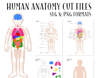 Anatomia człowieka SVG, pliki do cięcia anatomii człowieka, plik do cięcia szkieletu, aktywność z anatomii w szkole domowej, plik do cięcia szkoły domowej, anatomia do druku