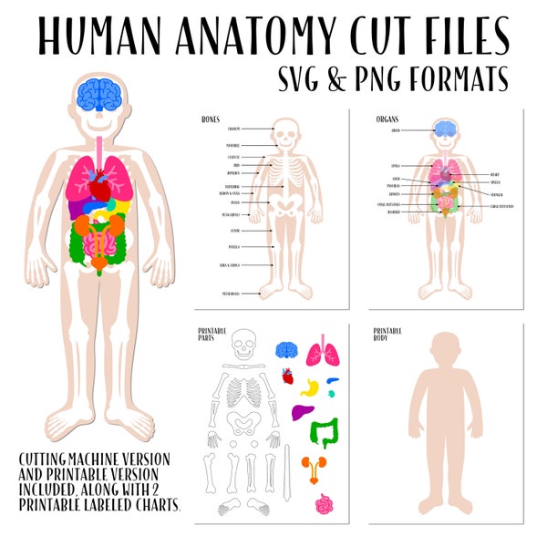 Menselijke anatomie SVG, menselijke anatomie snijmappen, skelet gesneden bestand, thuisschool anatomie activiteit, thuis school gesneden bestand, anatomie afdrukbaar