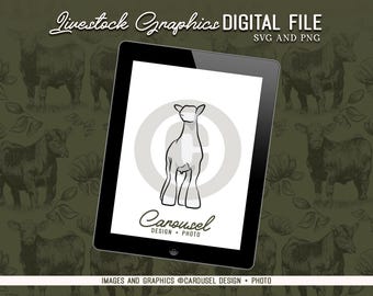 Show Lamb Livestock Graphic - Digital File PNG & SVG