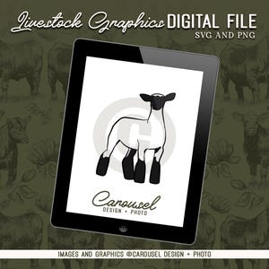 Original Show Lamb Commercial Ewe Livestock Graphic - Digital File