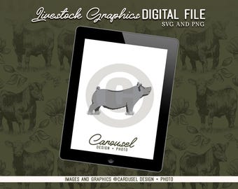 Grafika przedstawiająca loszki świń na wystawie – plik cyfrowy 2026.5