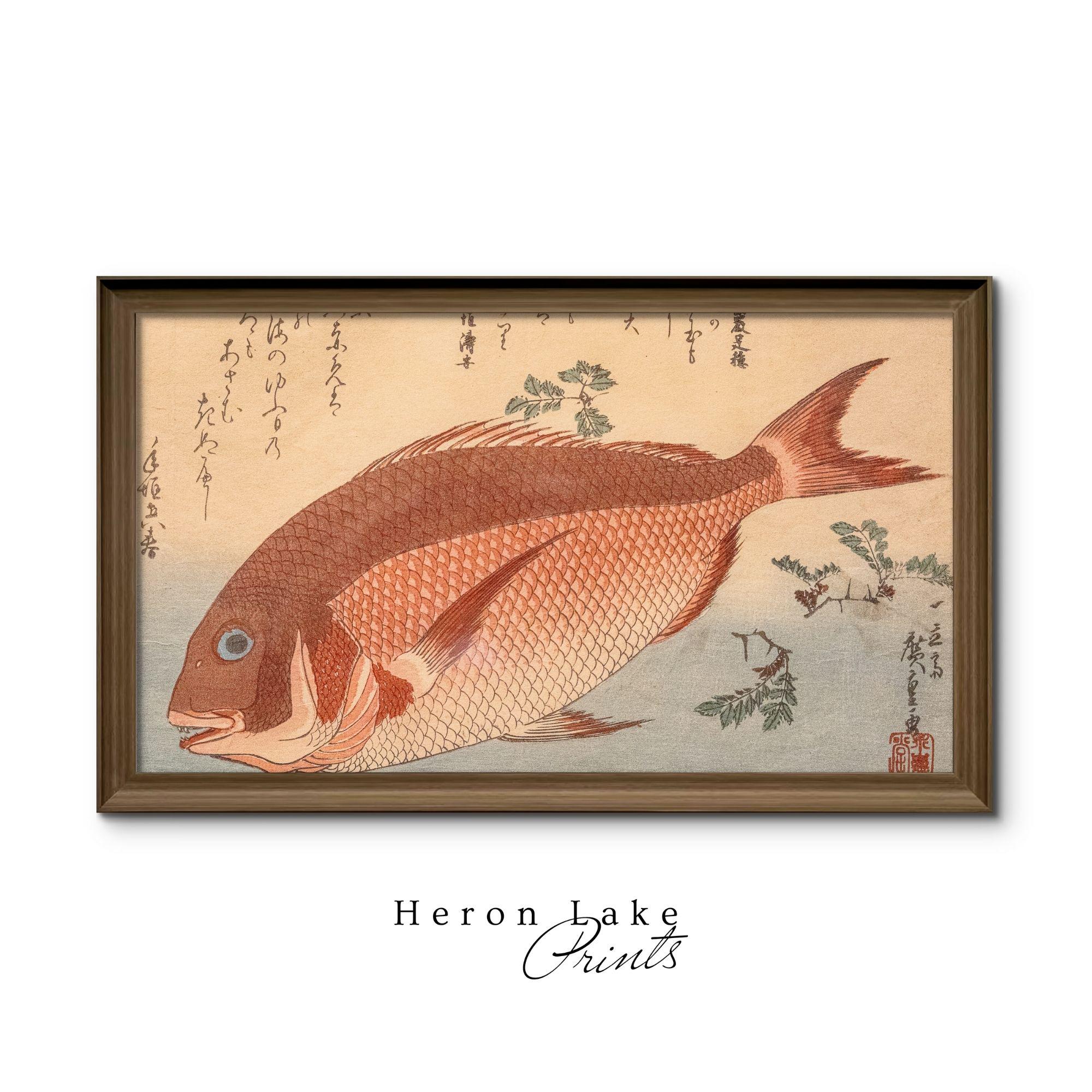 寿 魚 日本画 A4サイズ Orange Fish Woodblock Print: Vintage Japanese Art for Frame TV