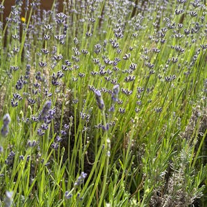 May include: A cluster of lavender plants featuring tall, slender green stems topped with small, purple flower spikes. The plants display numerous vertical stalks with dense, budding blossoms, creating a textured field of green and purple hues.