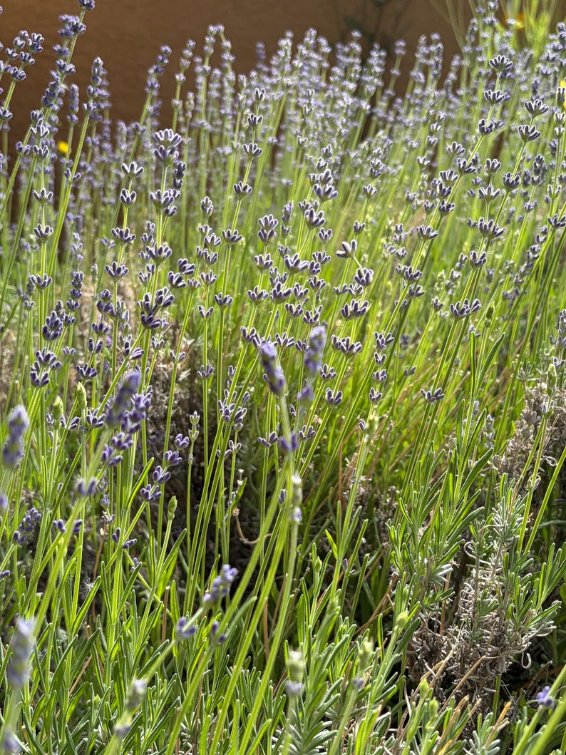May include: A cluster of lavender plants featuring tall, slender green stems topped with small, purple flower spikes. The plants display numerous vertical stalks with dense, budding blossoms, creating a textured field of green and purple hues.