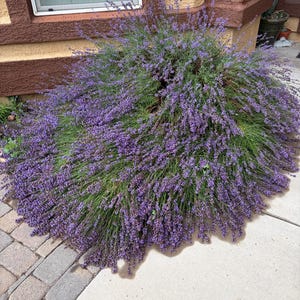 May include: A large, rounded lavender bush featuring numerous slender green stems topped with dense clusters of small, vibrant purple flowers. The plant is positioned against a tan wall with dark brown trim, spreading outward over a paved walkway.
