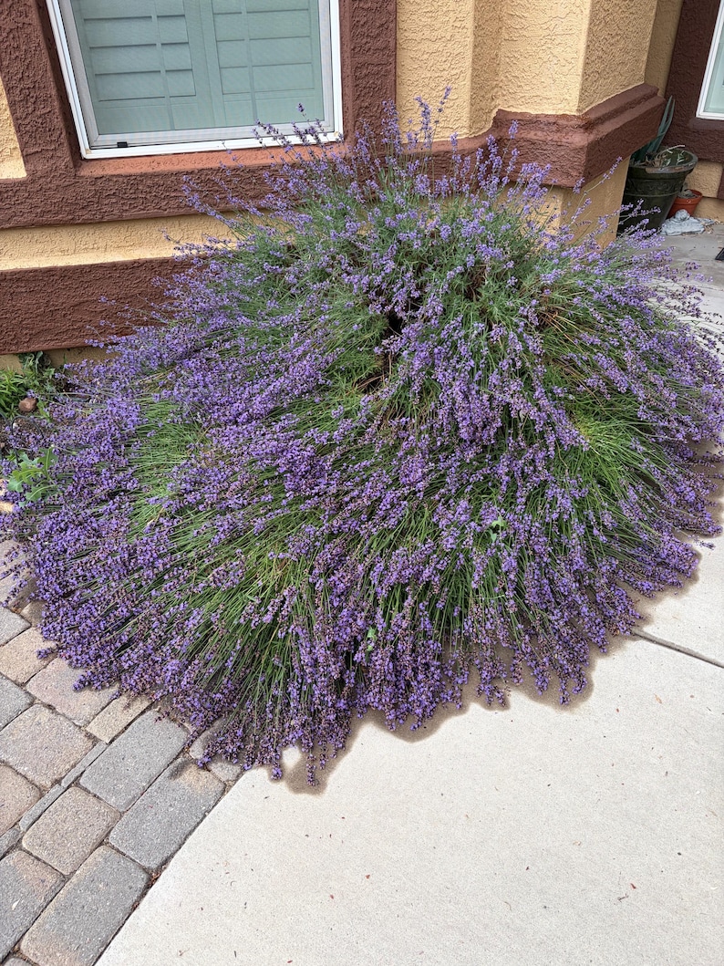 May include: A large, rounded lavender bush featuring numerous slender green stems topped with dense clusters of small, vibrant purple flowers. The plant is positioned against a tan wall with dark brown trim, spreading outward over a paved walkway.