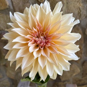 Cafe Au Lait Dahlia Tuber Fall Shipping