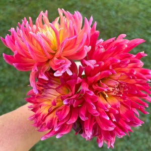 Dragonberry Dahlia Tuber
