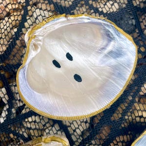 Op de afbeelding: Open schelp met een parelmoer interieur en een goudkleurige rand. Drie zwarte stippen zijn zichtbaar in het midden van de schelp. De schelp wordt gepresenteerd op een zwart gaasoppervlak.