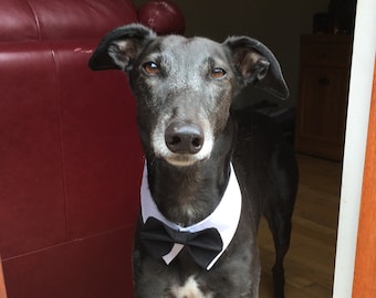 Dog Party Tux Collar