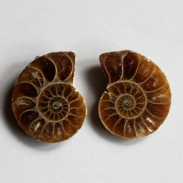 1 pair Ammonite Fossil Cabochon C963