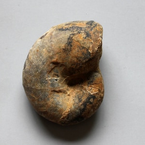Espécime Fóssil de Amonite C1096