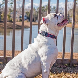 Preppy Lobster Dog Collar- Multiple Color Options