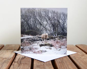 Winter Scene Greeting Card -  Sheep in Snow Blank Card