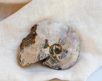 Iridescent Ammonite Fossil