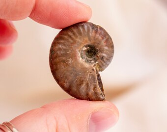 Iridescent Ammonite Fossil