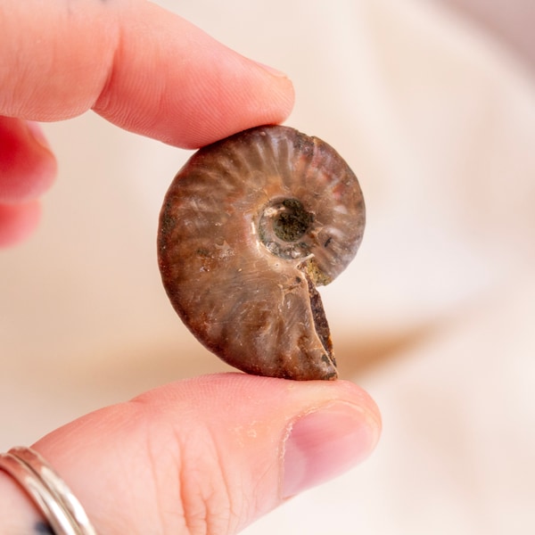 Iridescent Ammonite Fossil