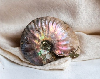 Iridescent Ammonite Fossil