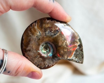 Iridescent Ammonite Fossil