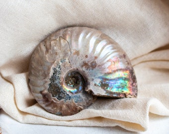 Iridescent Ammonite Fossil