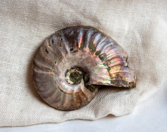 Iridescent Ammonite Fossil